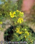Senna polyphylla