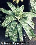 Vriesea ospinae var. gruberi ´Tiger Tin´