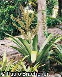 Aechmea ramosa