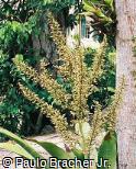 Aechmea ramosa
