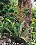 Aechmea ramosa