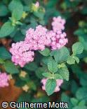 Lantana montevidensis