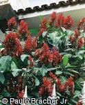 Megaskepasma erythrochlamys