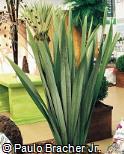 Phormium tenax