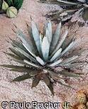 Agave macroacantha