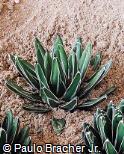 Agave victoriae-reginae