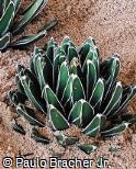 Agave victoriae-reginae