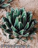 Agave victoriae-reginae