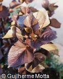 Acalypha wilkesiana ´Moorea´