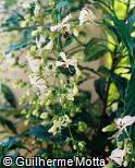 Clerodendron wallichii