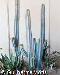 Pilosocereus azureus