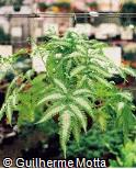 Abrir ficha do item Pteris argyraea