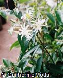 Abrir ficha do item Jasminum nitidum