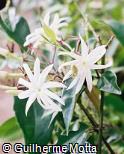 Jasminum nitidum