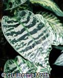 Dracaena goldieana