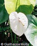Anthurium andraeanum ´Acropolis´
