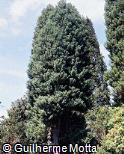 Cryptomeria japonica