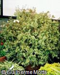 Abelia x grandiflora ´Francis Mason´