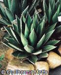 Agave ghiesbreghtii