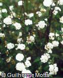 Spiraea x vanhouttei