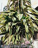 Dracaena fragrans ´Victoria´