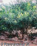 Sophora tomentosa