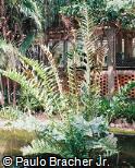 Blechnum brasiliense