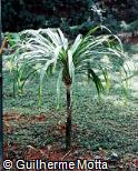 Dracaena umbraculifera