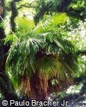 Thrinax excelsa