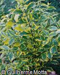 Duranta repens ´Variegata´
