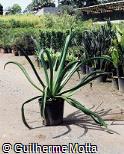 Agave vilmoriniana