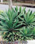 Agave lophantha