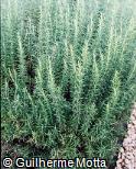 Rosmarinus officinalis