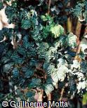 Polyscias guilfoylei ´Crispa´