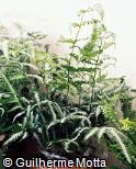 Pteris argyraea