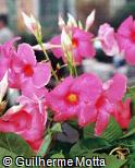 Mandevilla sanderi