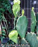 Nopalea dejecta