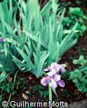 Iris germanica