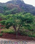 Anadenanthera macrocarpa, Angico, Angico vermelho, Angico preto, Angico do campo, Angico de casca, Arapiraca, Curupaí