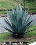 Agave americana