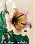 Solandra grandiflora