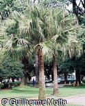 Livistona chinensis