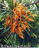 Abrir ficha do item Dracaena arborea