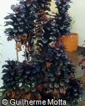 Cordyline terminalis ´Baby Ti´