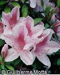 Rhododendron yedoense