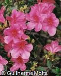 Rhododendron simsii ´Wombat´