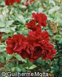 Rosa x grandiflora ´Brown Velvet´