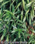 Pleomele reflexa ´Song of Jamaica´