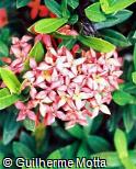 Ixora chinensis ´Fraseri´