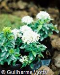 Ixora chinensis ´Herrera